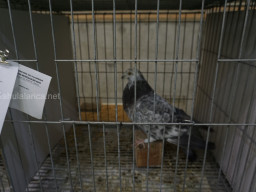 XIV Concurso Exposición de Palomas de Raza en Mula 2024